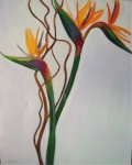 strelitzia flower bird of paradise